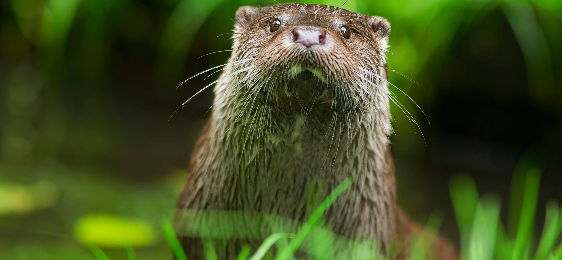 otter