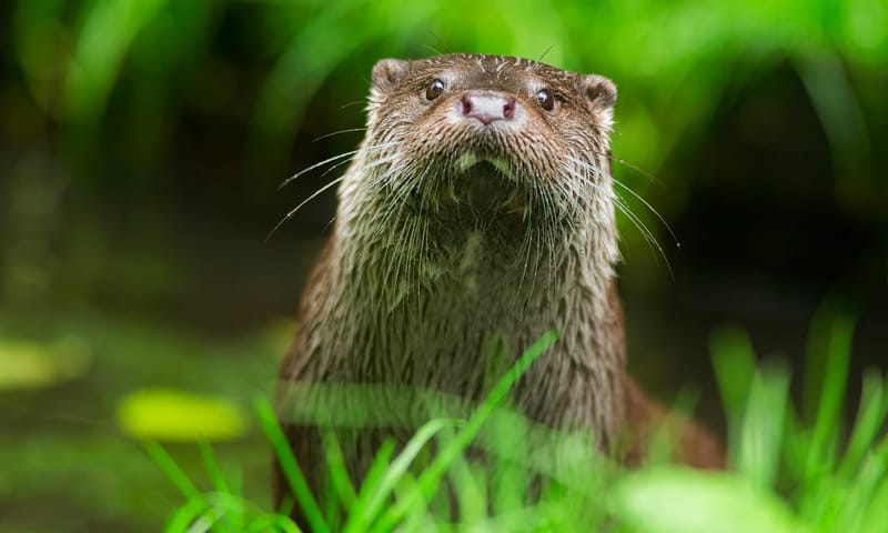 otter