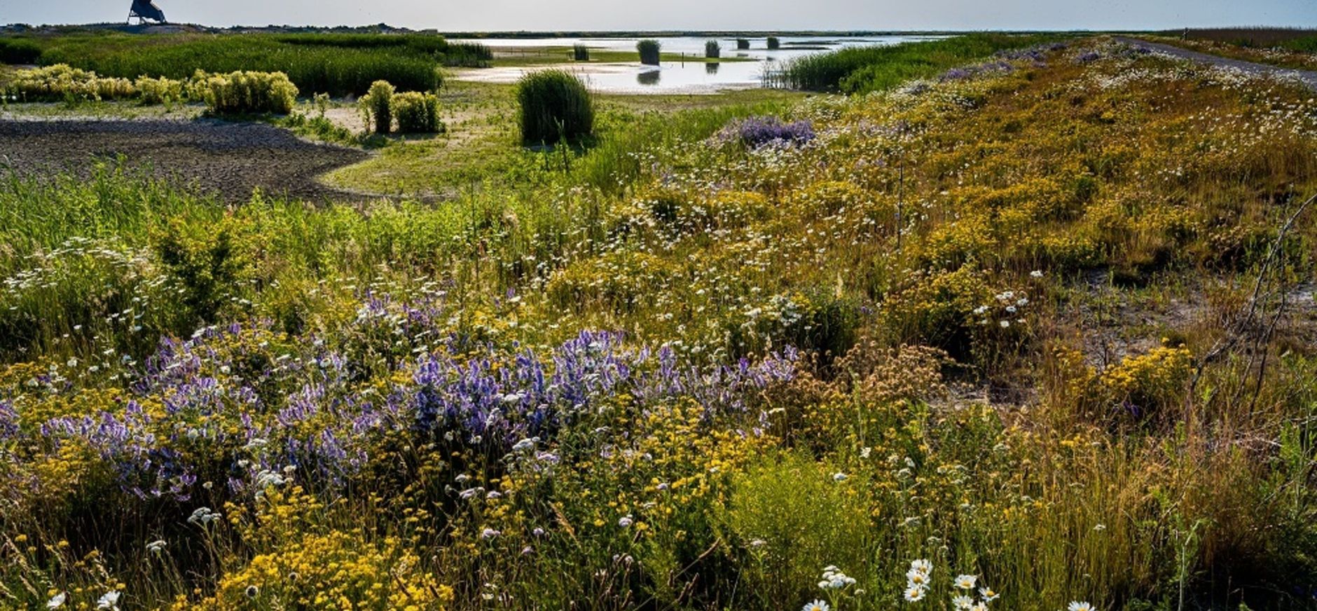 Zomer op Marker Wadden Zomer op Marker Wadden