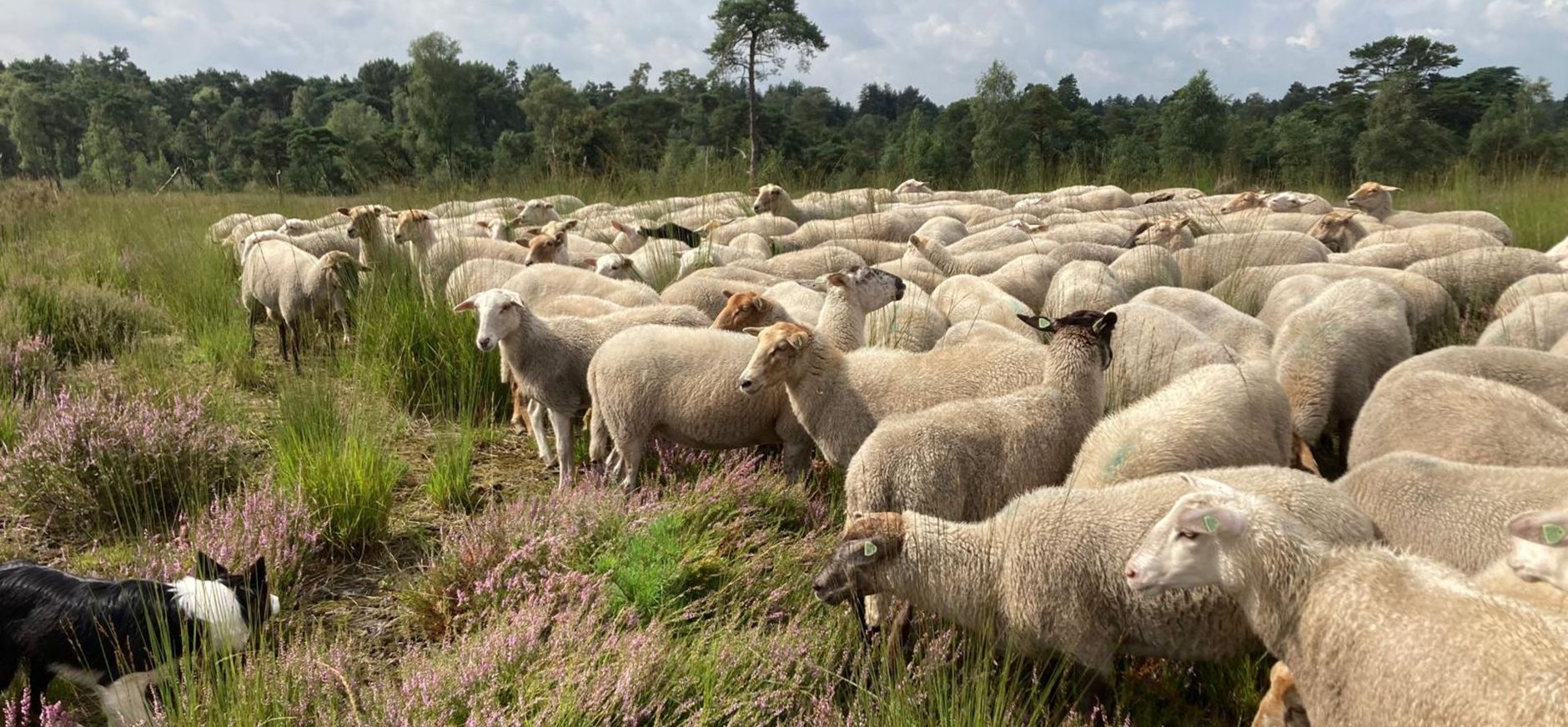 Schapenbegrazing Ossendrechtse Duinen Schapenbegrazing Ossendrechtse Duinen
