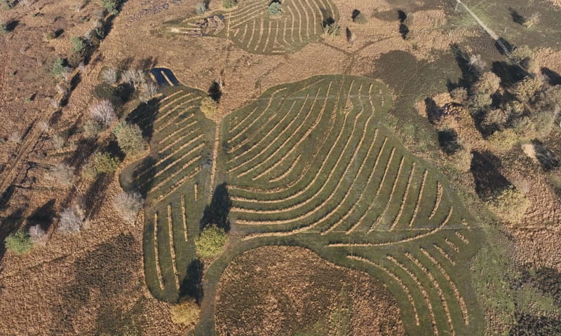 Plagpatronen in de heide van Kampina Plagpatronen in de heide van Kampina