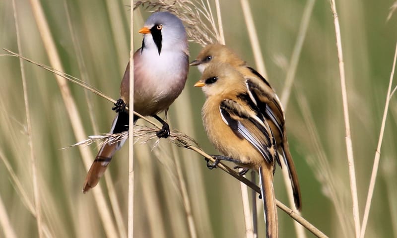 Baardmannen zijn echte rietvogels. Baardmannen op Marker Wadden