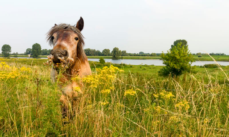 Fietsen langs de Maas