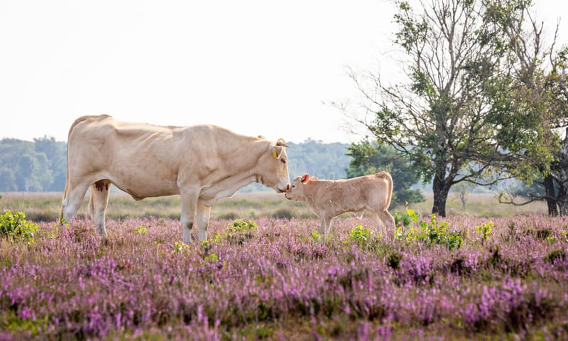 Koe met kalf op Kampina Koe met kalf op Kampina