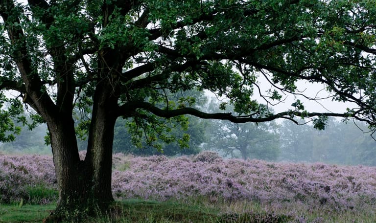 Heide op de Kampina Heide Kampina