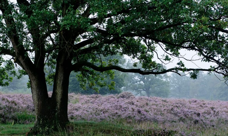 Heide Kampina