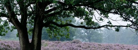 Heide Kampina