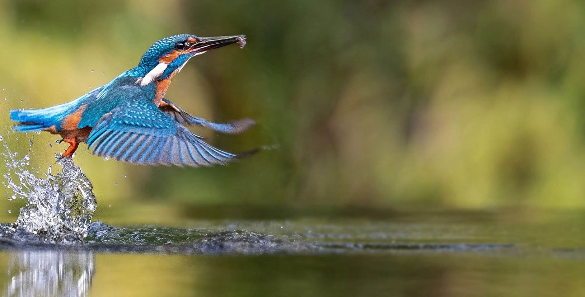 IJsvogel
