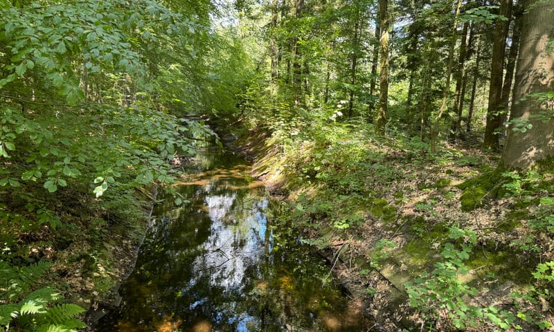 Oerbos Waterloopbos Flevoland