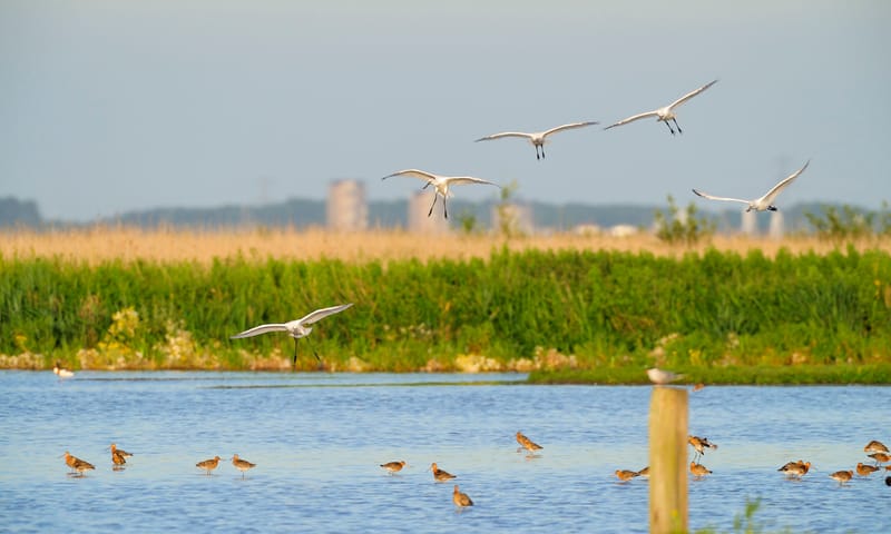 Fietsen rond het Ijmeer