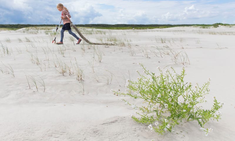 strand schiermonnikoog met op de voorgrond een bloeiende zeeraket en er achter een meisje dat aan het jutten is. Ze sleept een grootstuk touw achter zich aan