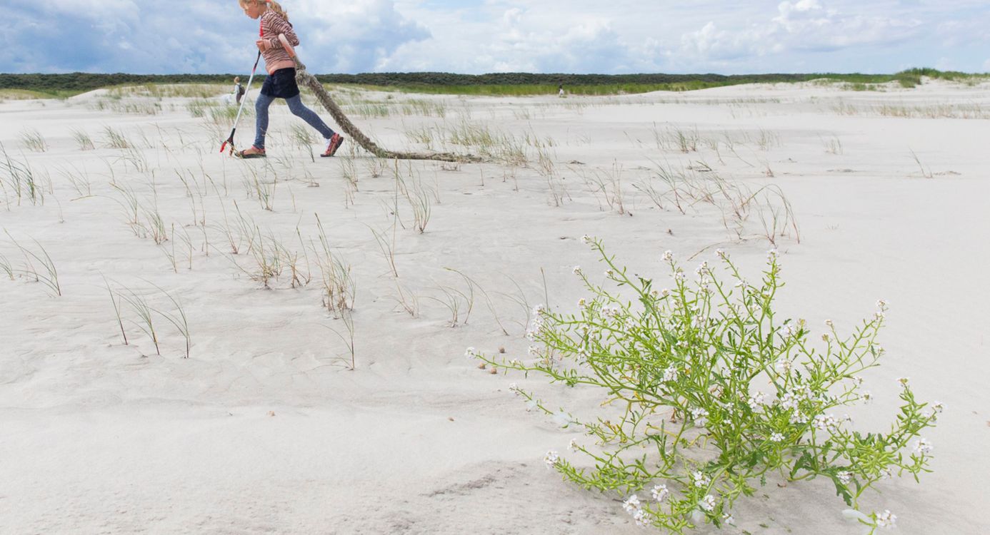 strand schiermonnikoog met op de voorgrond een bloeiende zeeraket en er achter een meisje dat aan het jutten is. Ze sleept een grootstuk touw achter zich aan
