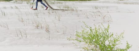 strand schiermonnikoog met op de voorgrond een bloeiende zeeraket en er achter een meisje dat aan het jutten is. Ze sleept een grootstuk touw achter zich aan