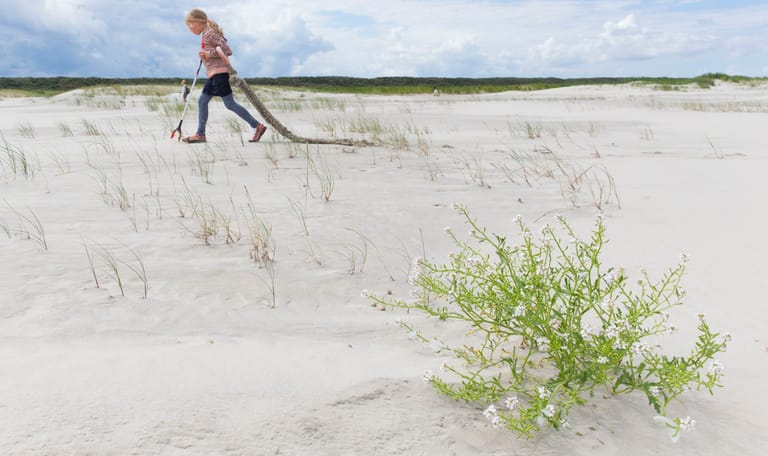 strand schiermonnikoog met op de voorgrond een bloeiende zeeraket en er achter een meisje dat aan het jutten is. Ze sleept een grootstuk touw achter zich aan
