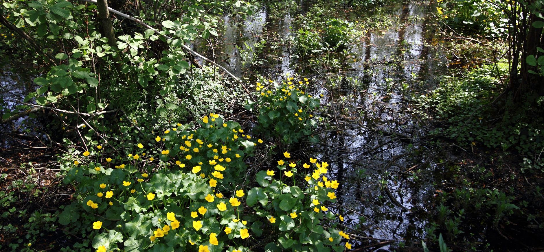 Dotterbloemen in een moerasbos