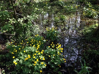 Dotterbloemen in een moerasbos