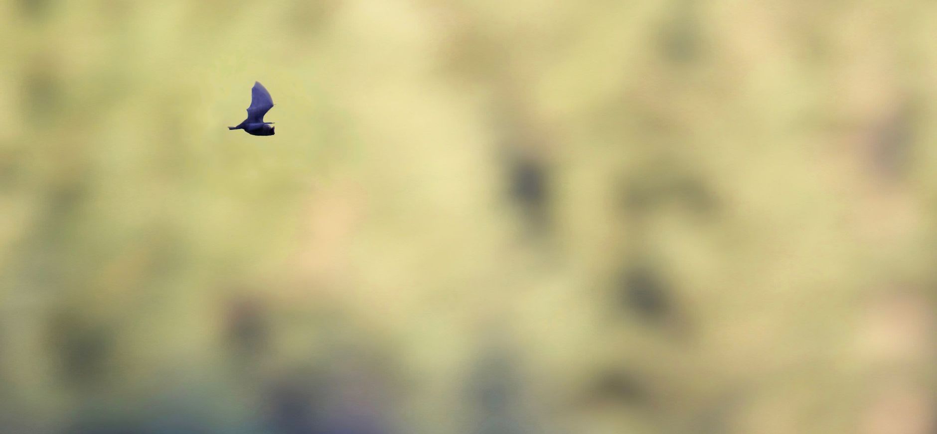 Vleermuis overvliegend