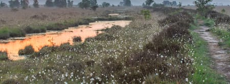 Wandelroute op de grens van Friesland en Drenthe in het Fochteloërveen