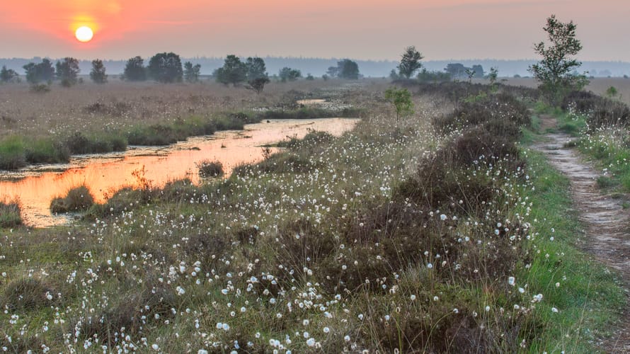Wandelroute op de grens van Friesland en Drenthe in het Fochteloërveen Wandelroute op de grens van Friesland en Drenthe in het Fochteloërveen