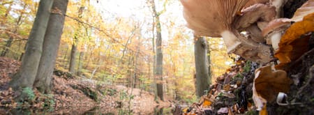 Herfstbos