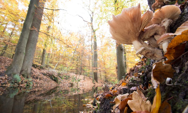 Herfstbos