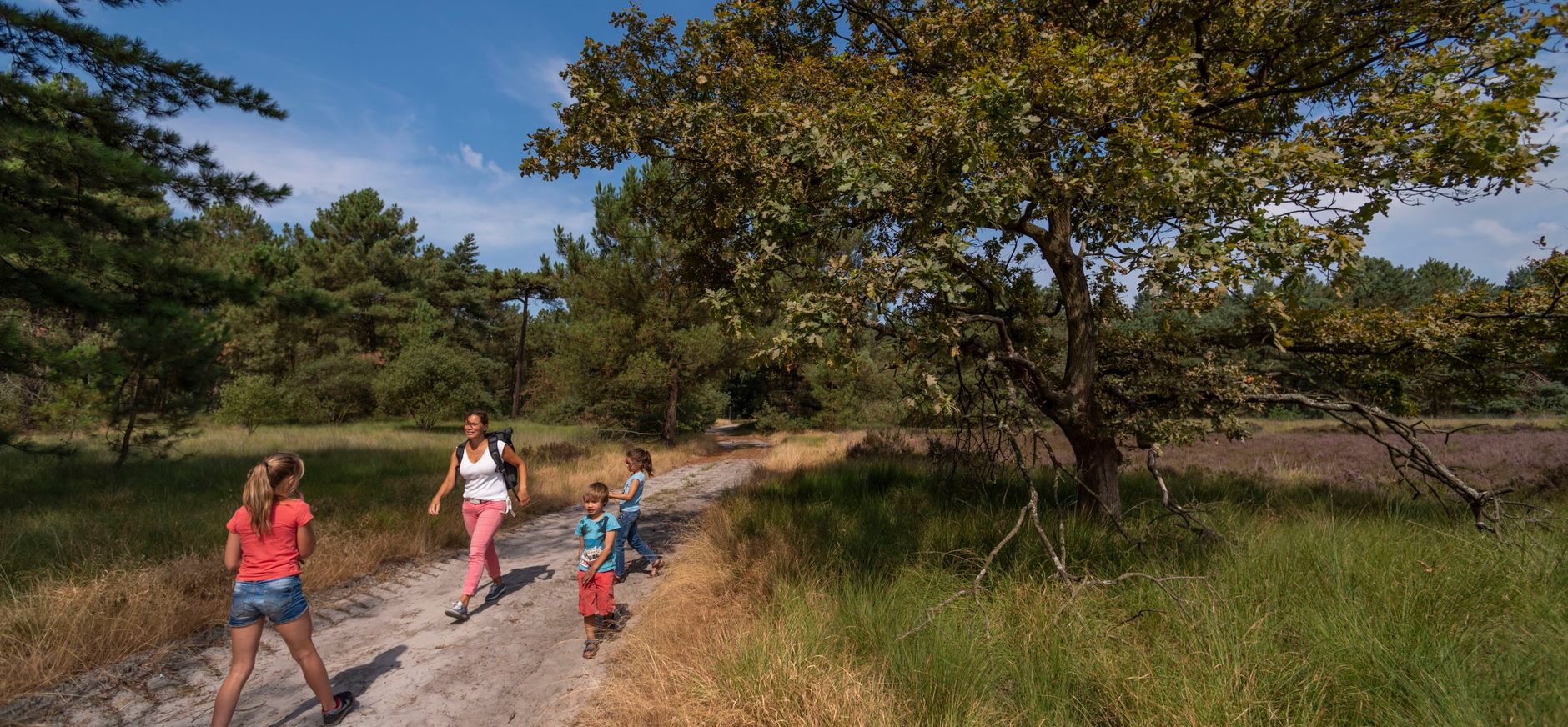 boomheide langs het pad