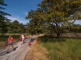 boomheide langs het pad