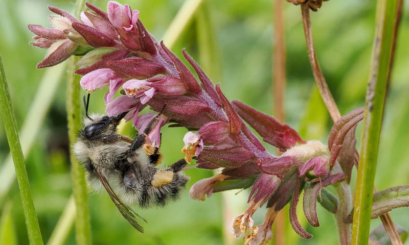 Zandhommel