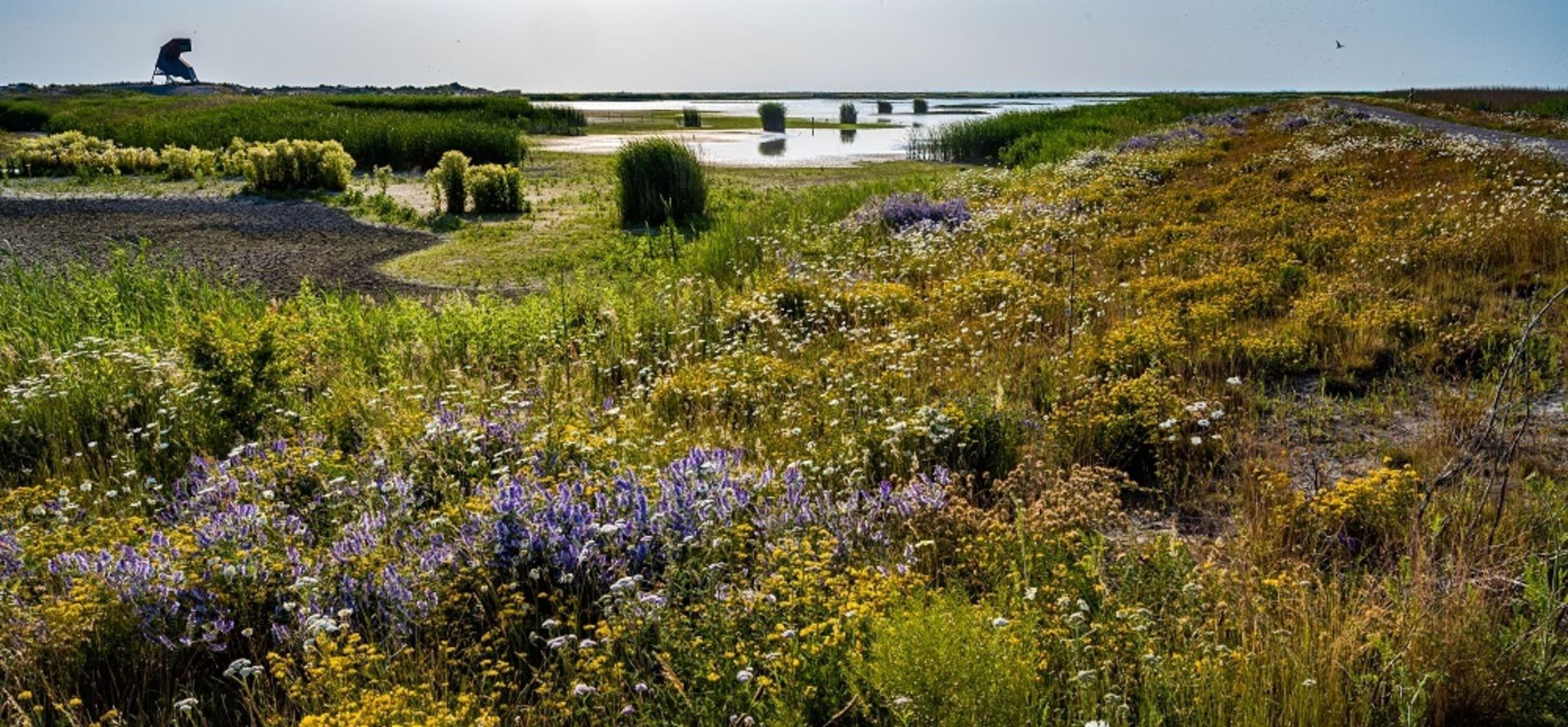 Zomer op Marker Wadden