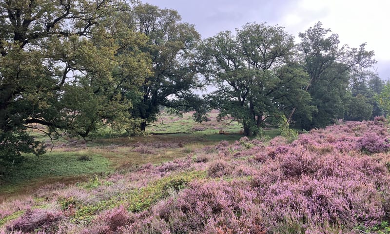 boomheide De Sprengenberg augustus 2024