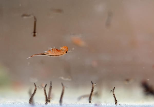 roeipootkreeftjes Bergherbos
