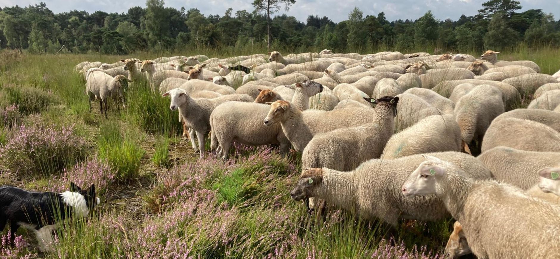 Schapenbegrazing Ossendrechtse Duinen
