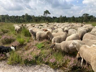 Schapenbegrazing Ossendrechtse Duinen