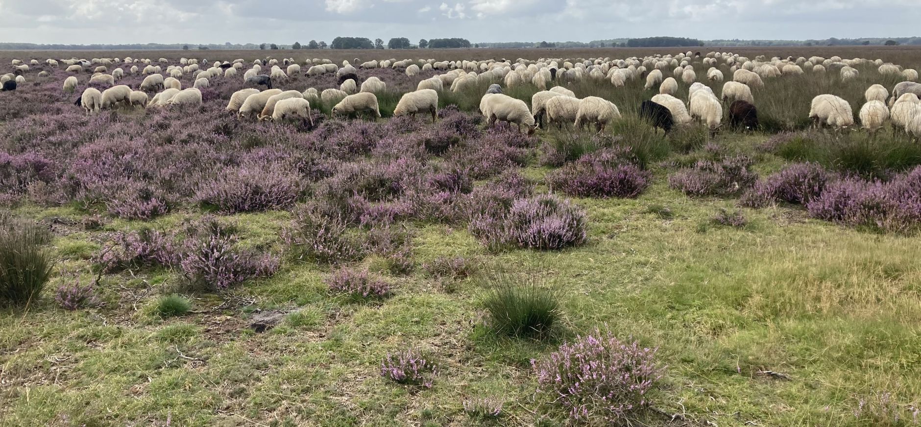 Schapen op het Dwingelderveld Schapen op het Dwingelderveld