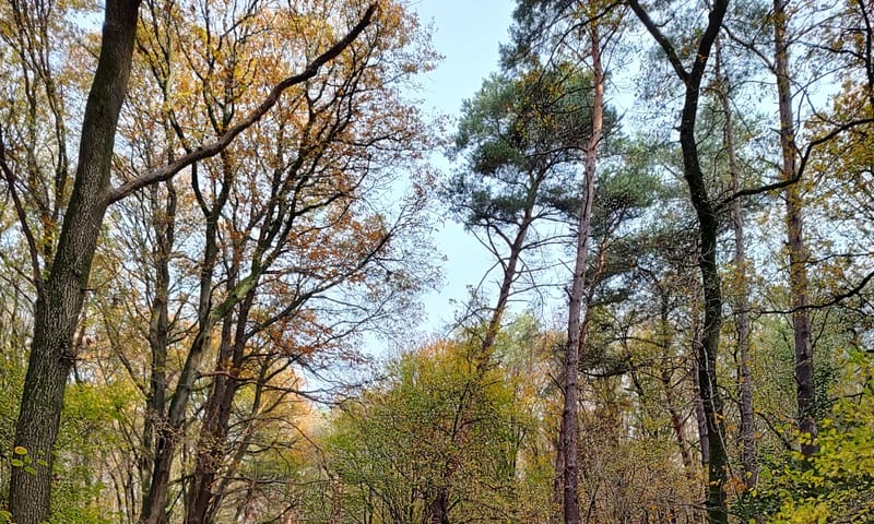 Bos op de Sint-Jansberg Bos op de Sint-Jansberg