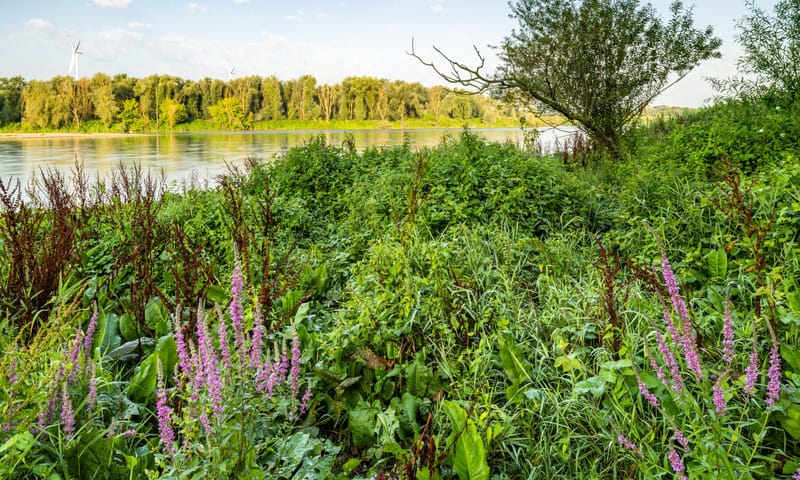 Grensmaas bij Meers zomer 2024