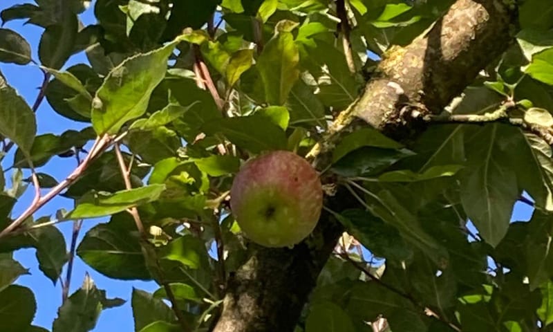 Historische appels op Hackfort: smaken prima! Historische appels op Hackfort: smaken prima!
