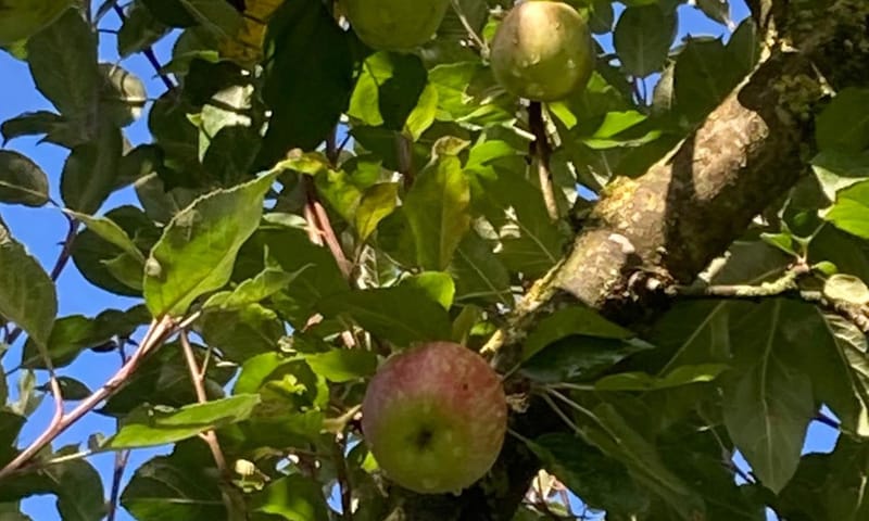 Historische appels op Hackfort: smaken prima! Historische appels op Hackfort: smaken prima!