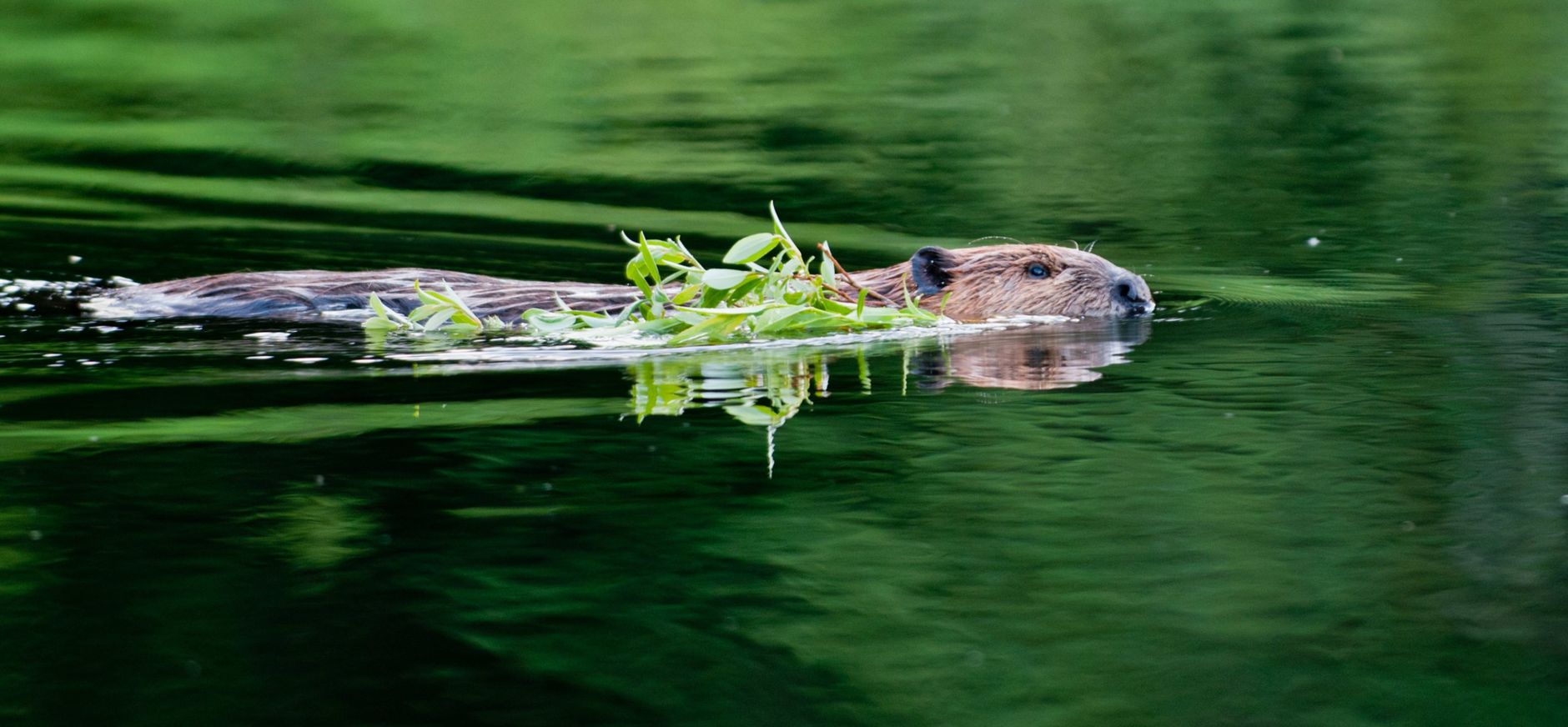 Zwemmende bever Zwemmende bever