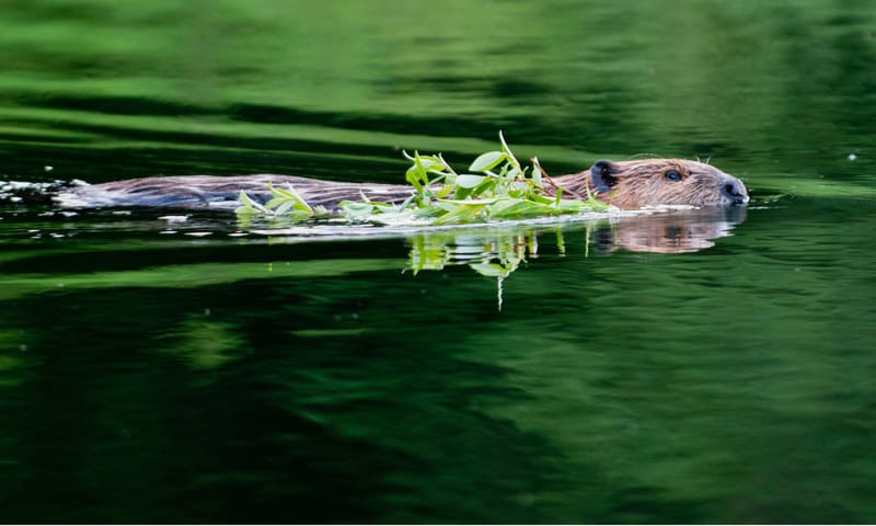 Zwemmende bever Zwemmende bever