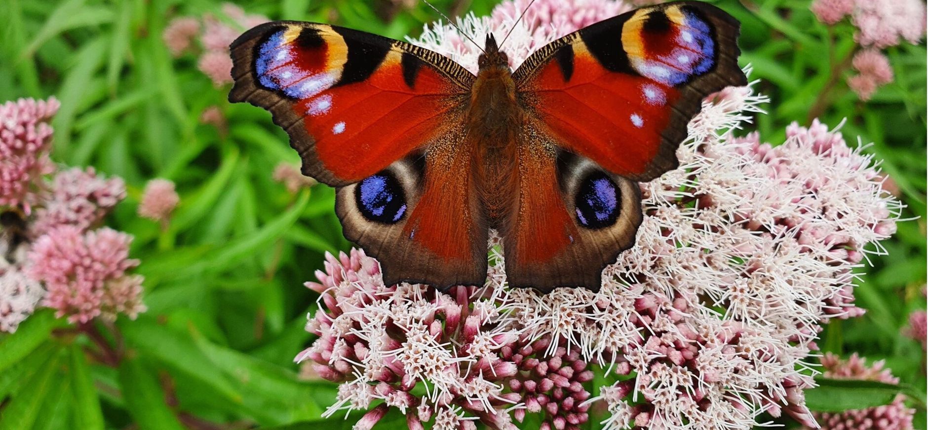 Dagpauwoog drinkt nectar op een najaarsbloeier Dagpauwoog drinkt nectar op een najaarsbloeier