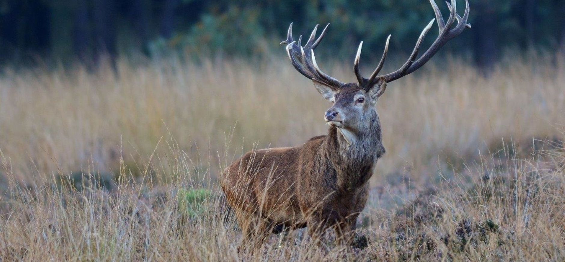 Edelhert (Kaarsjeshert) tijdens de bronst op de Veluwe Edelhert (Kaarsjeshert) tijdens de bronst op de Veluwe