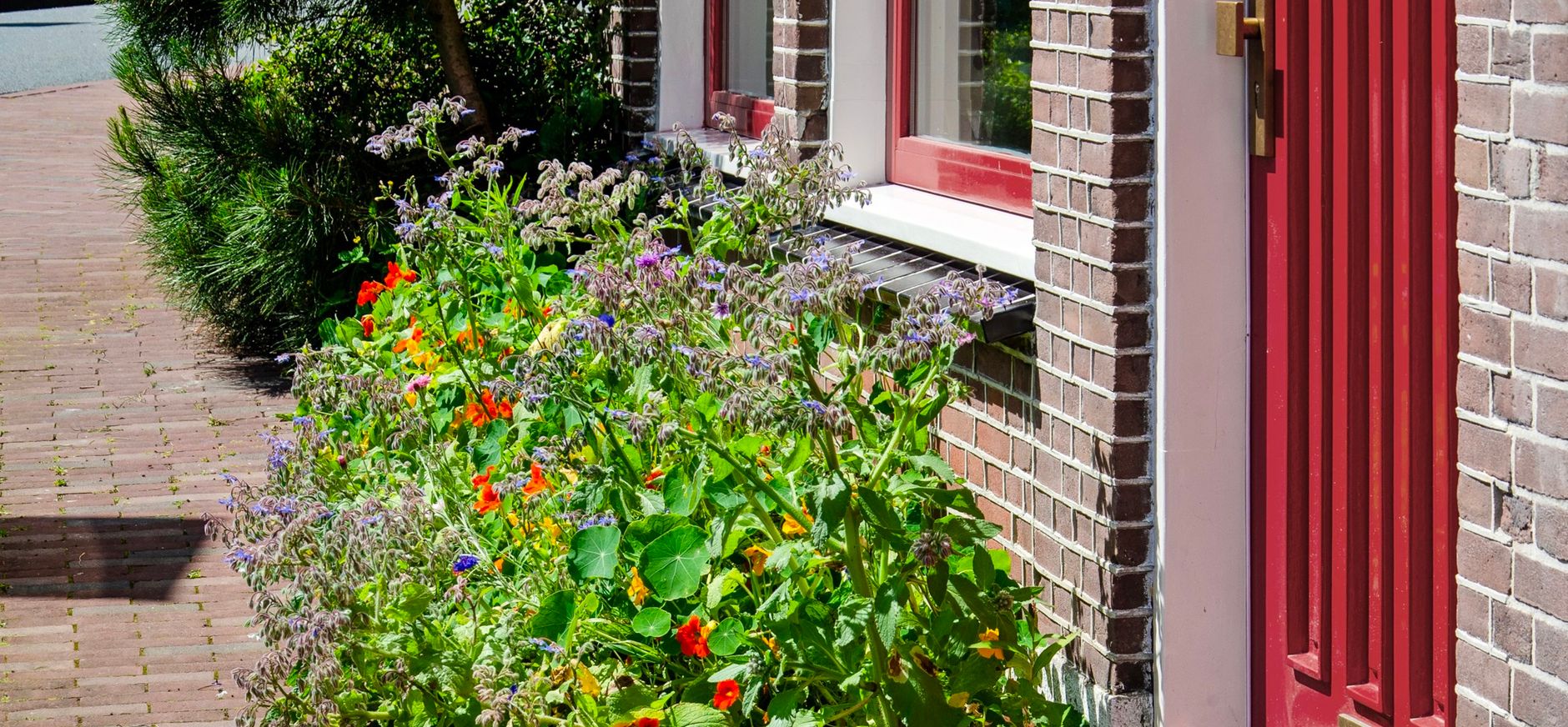 Geveltuin vol bloemen in Leiden Geveltuin vol bloemen