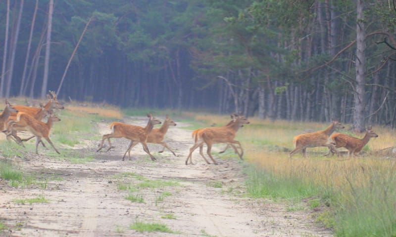 Groep hindes in het bos Groep hinden in het bos