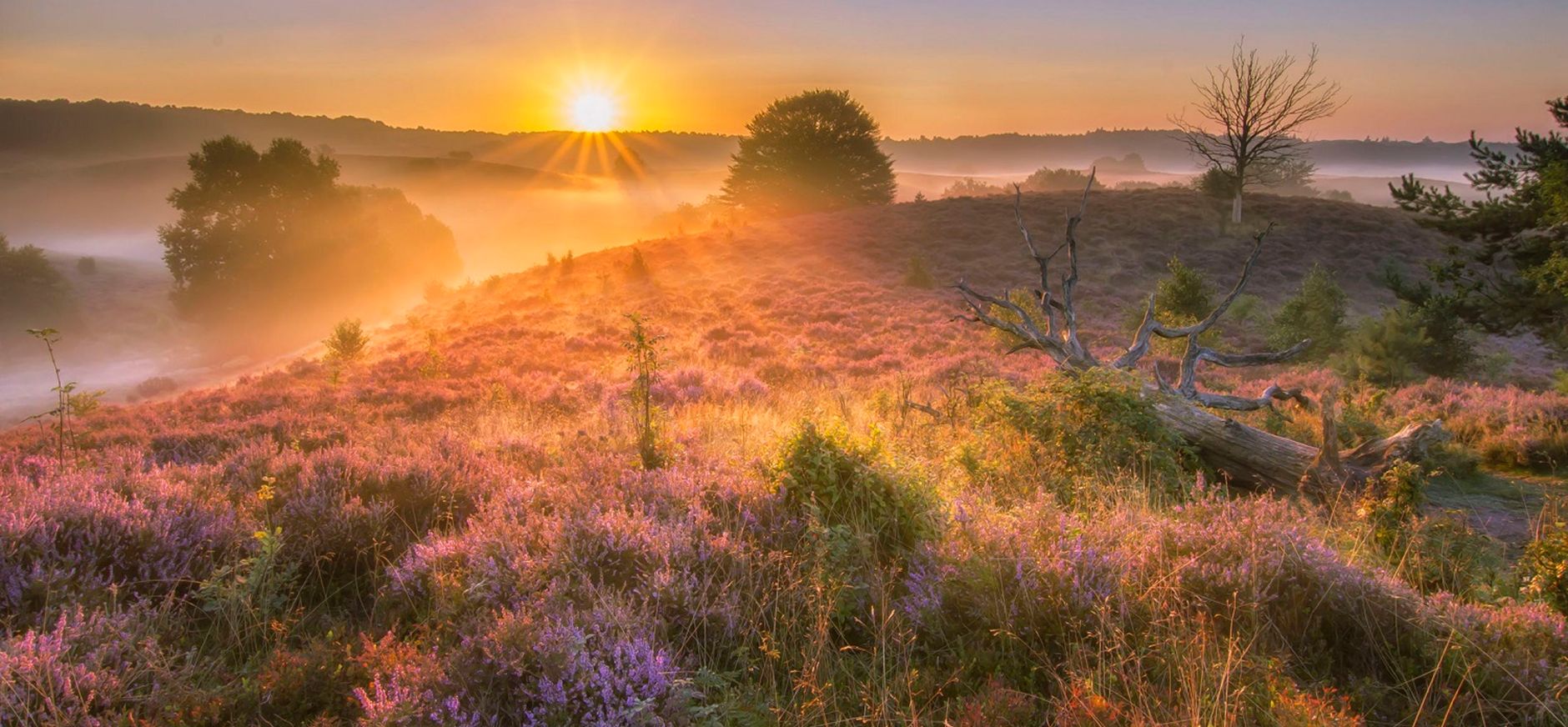 De Heide in de avond