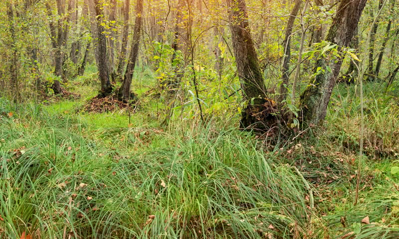 Elzenbroekbos Elzenbroekbos
