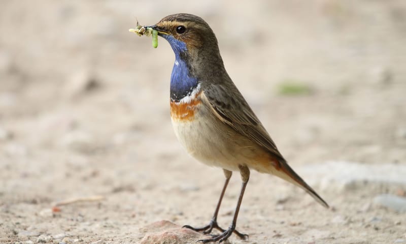 Blauwborst Blauwborst