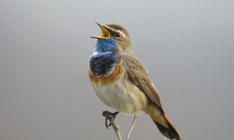 Blauwborst Blauwborst