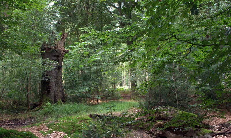 Natuurlijk bos in het Bergherbos