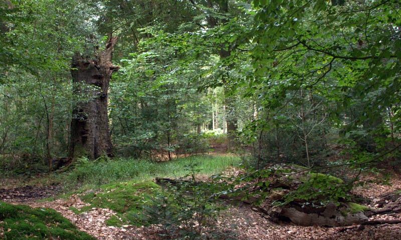 Natuurlijk bos in het Bergherbos